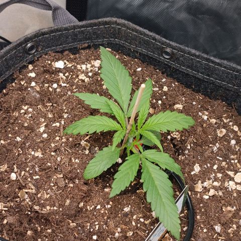 Sun of a peach  growlog timeline photo