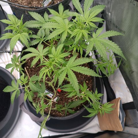 Bruce Banner #3 growlog timeline photo