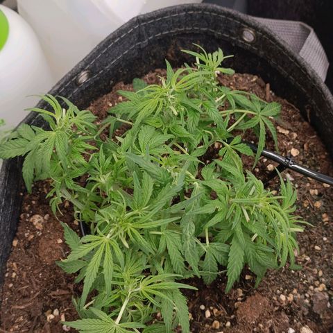 Epsilon F1  growlog timeline photo