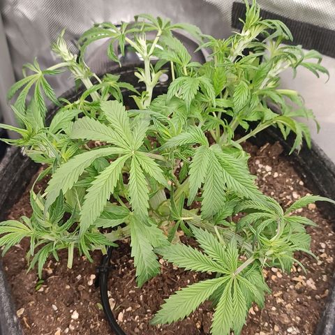 Tropicana Cookies Purple growlog timeline photo