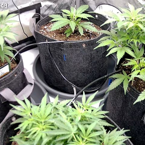 Tropicana Cookies Purple growlog timeline photo