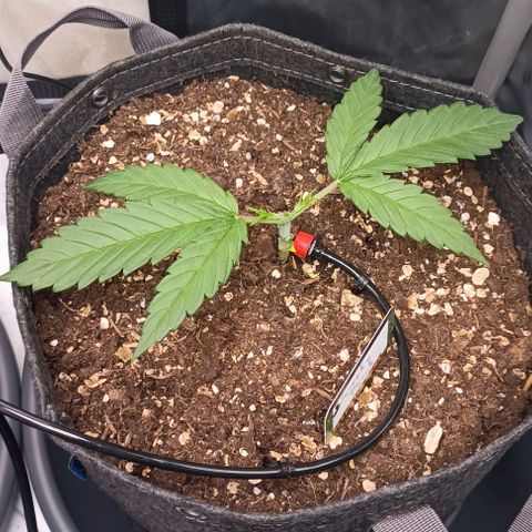 Sun of a peach  growlog timeline photo