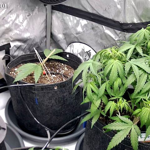 Tropicana Cookies Purple growlog timeline photo