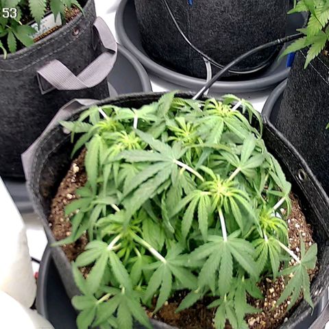 Tropicana Cookies Purple growlog timeline photo