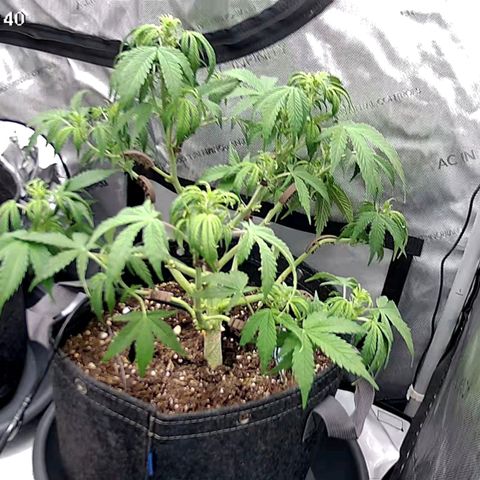 Bruce Banner #3 growlog timeline photo