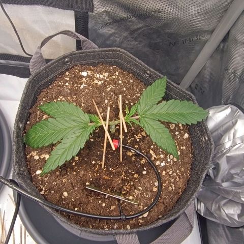 Sun of a peach  growlog timeline photo