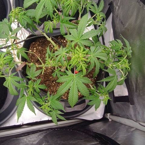 Bruce Banner #3 growlog timeline photo