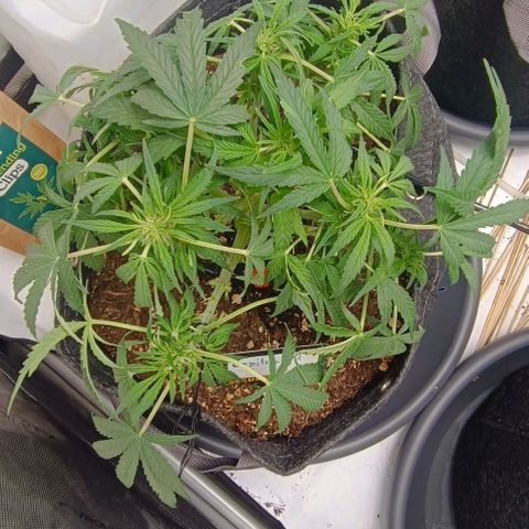Epsilon F1  growlog timeline photo