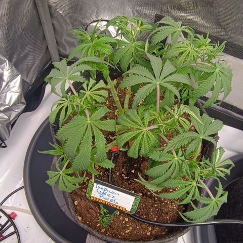 Tropicana Cookies Purple growlog timeline photo
