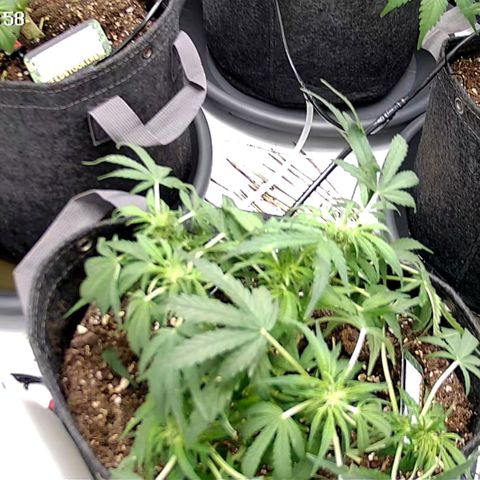 Tropicana Cookies Purple growlog timeline photo