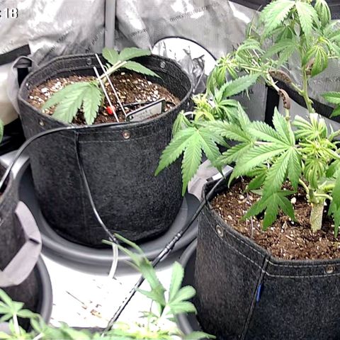 Tropicana Cookies Purple growlog timeline photo