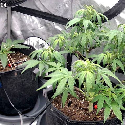 Bruce Banner #3 growlog timeline photo