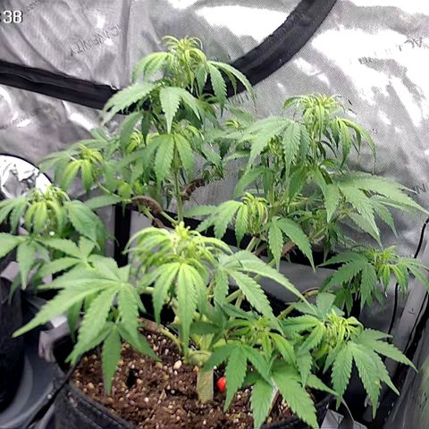 Bruce Banner #3 growlog timeline photo