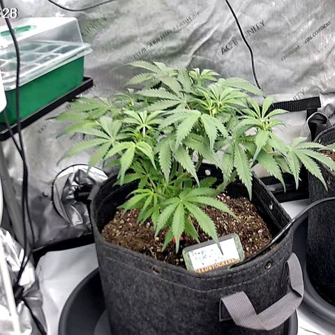 Tropicana Cookies Purple growlog timeline photo