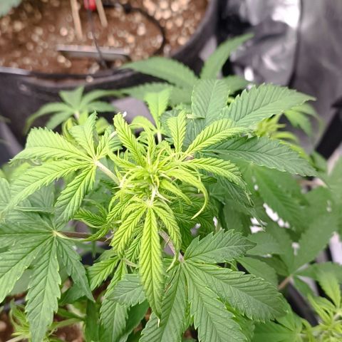 Bruce Banner #3 growlog timeline photo