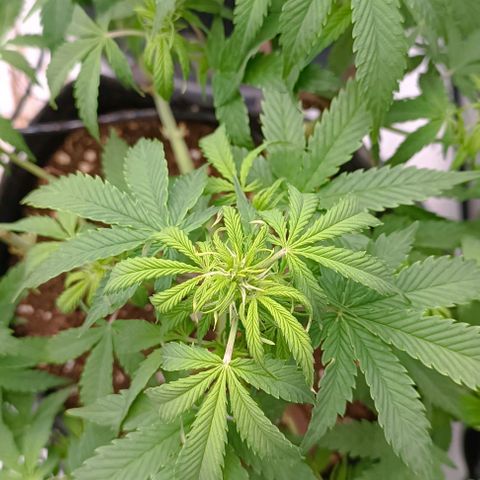 Bruce Banner #3 growlog timeline photo