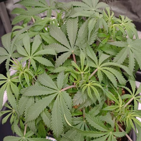 Tropicana Cookies Purple growlog timeline photo