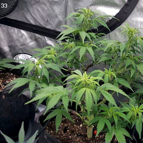Bruce Banner #3 growlog timeline photo
