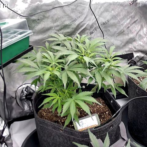 Tropicana Cookies Purple growlog timeline photo
