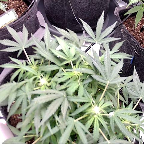 Epsilon F1  growlog timeline photo