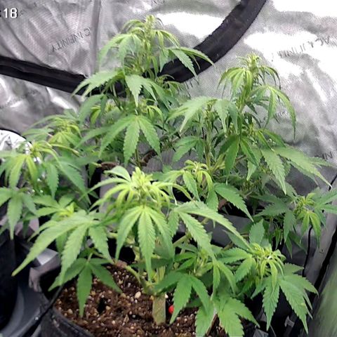 Bruce Banner #3 growlog timeline photo