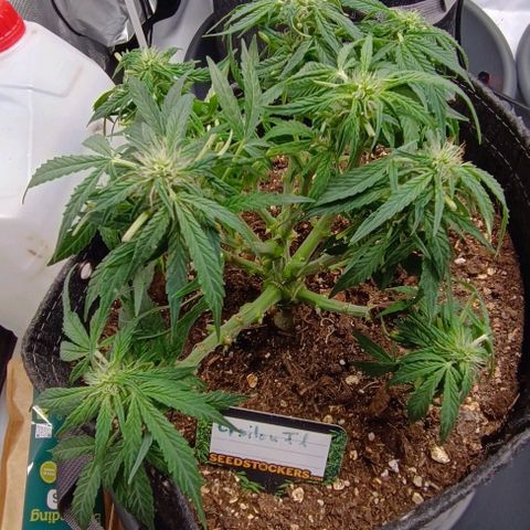 Epsilon F1  growlog timeline photo