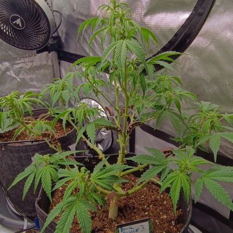Bruce Banner #3 growlog timeline photo