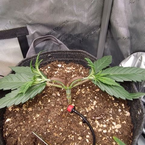 Sun of a peach  growlog timeline photo