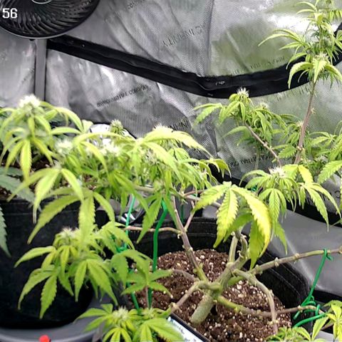 Bruce Banner #3 growlog timeline photo