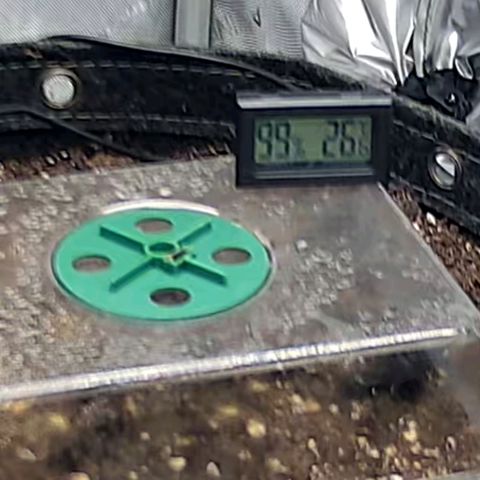 Spicy Temptation  growlog timeline photo