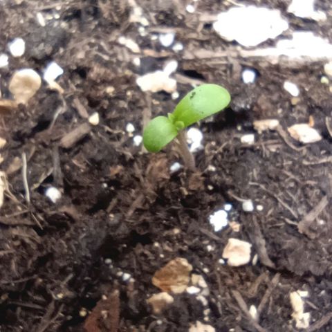 Spicy Temptation  growlog timeline photo