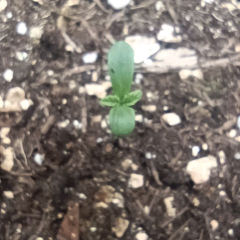 Spicy Temptation  growlog timeline photo