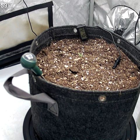 Spicy Temptation  growlog timeline photo