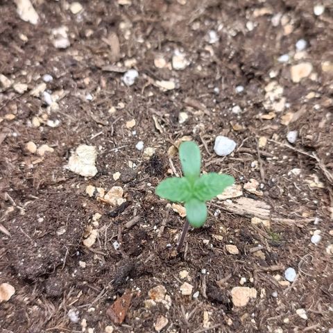 Spicy Temptation  growlog timeline photo
