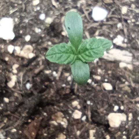 Spicy Temptation  growlog timeline photo
