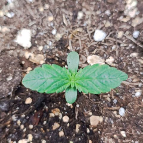 Spicy Temptation  growlog timeline photo