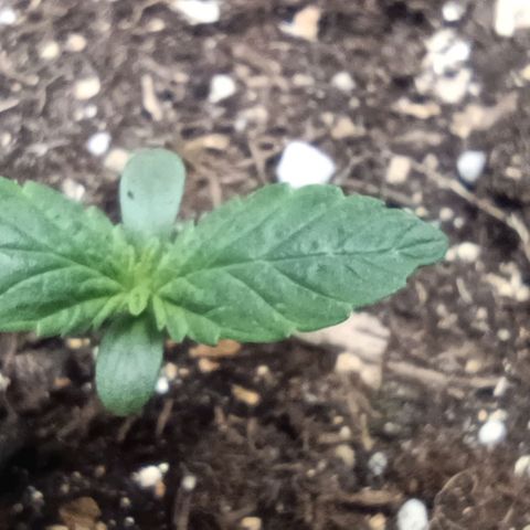 Spicy Temptation  growlog timeline photo