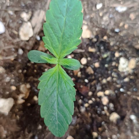Spicy Temptation  growlog timeline photo