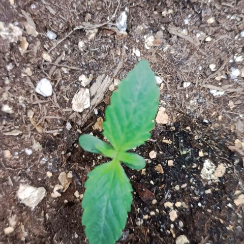 Spicy Temptation  growlog timeline photo