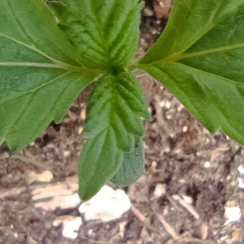 Spicy Temptation  growlog photo: "Spicy Temptation – Tag 11 nach Keimung!
Das zweite Blattpaar ist vollständig entfaltet, das dritte schiebt sich langsam heraus.
Bisher zeigt sie einen gesunden Wuchs – leicht einfingrig, aber schön kräftig grün.
Noch nicht ganz klar, ob es sich um eine harmlose Mutation oder einfach um Jugendstil handelt – wir beobachten weiter!

Setup:

Lampe: AC Infinity IONBOARD S33 (Stufe 2)

VPD-gesteuertes Klima

5-Gallonen-Stofftopf

Lichtzyklus: 18/6 mit sanftem Sonnenaufgang/-untergang