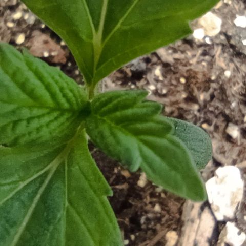 Spicy Temptation  growlog photo: "Spicy Temptation – Tag 11 nach Keimung!
Das zweite Blattpaar ist vollständig entfaltet, das dritte schiebt sich langsam heraus.
Bisher zeigt sie einen gesunden Wuchs – leicht einfingrig, aber schön kräftig grün.
Noch nicht ganz klar, ob es sich um eine harmlose Mutation oder einfach um Jugendstil handelt – wir beobachten weiter!

Setup:

Lampe: AC Infinity IONBOARD S33 (Stufe 2)

VPD-gesteuertes Klima

5-Gallonen-Stofftopf

Lichtzyklus: 18/6 mit sanftem Sonnenaufgang/-untergang
