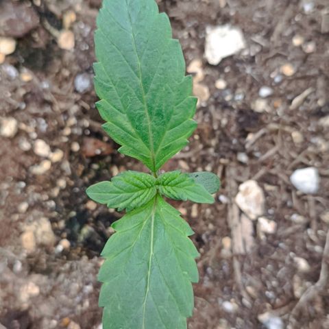 Spicy Temptation  growlog photo: "Spicy Temptation – Tag 11 nach Keimung!
Das zweite Blattpaar ist vollständig entfaltet, das dritte schiebt sich langsam heraus.
Bisher zeigt sie einen gesunden Wuchs – leicht einfingrig, aber schön kräftig grün.
Noch nicht ganz klar, ob es sich um eine harmlose Mutation oder einfach um Jugendstil handelt – wir beobachten weiter!

Setup:

Lampe: AC Infinity IONBOARD S33 (Stufe 2)

VPD-gesteuertes Klima

5-Gallonen-Stofftopf

Lichtzyklus: 18/6 mit sanftem Sonnenaufgang/-untergang