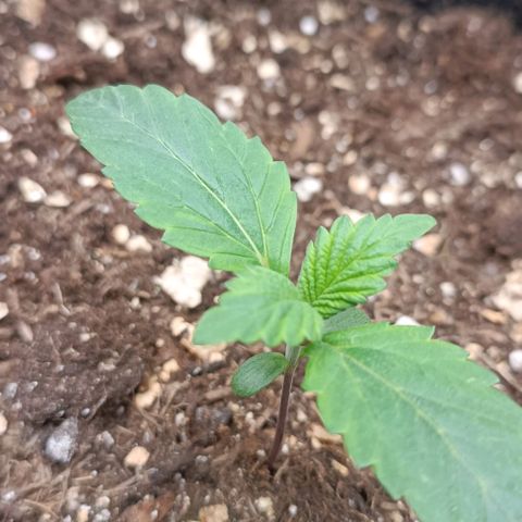 Spicy Temptation  growlog timeline photo