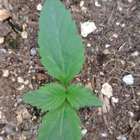 Spicy Temptation  growlog timeline photo