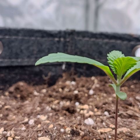 Spicy Temptation  growlog timeline photo