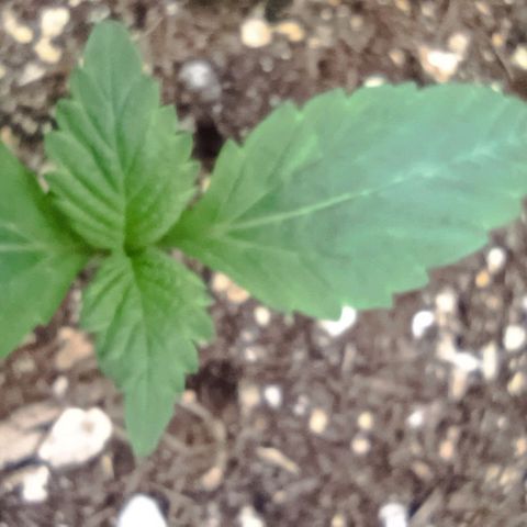 Spicy Temptation  growlog timeline photo