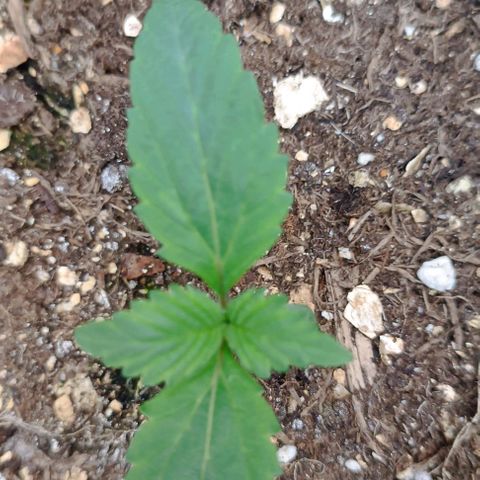 Spicy Temptation  growlog timeline photo