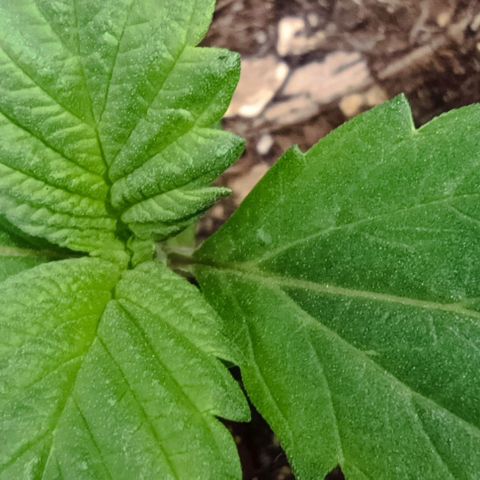 Spicy Temptation  growlog timeline photo