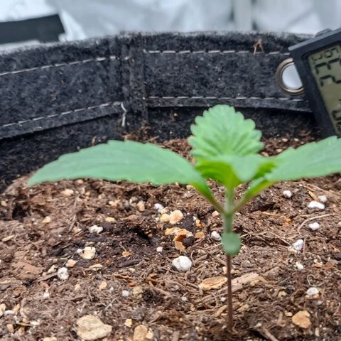 Spicy Temptation  growlog timeline photo