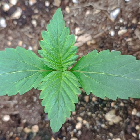 Spicy Temptation  growlog timeline photo